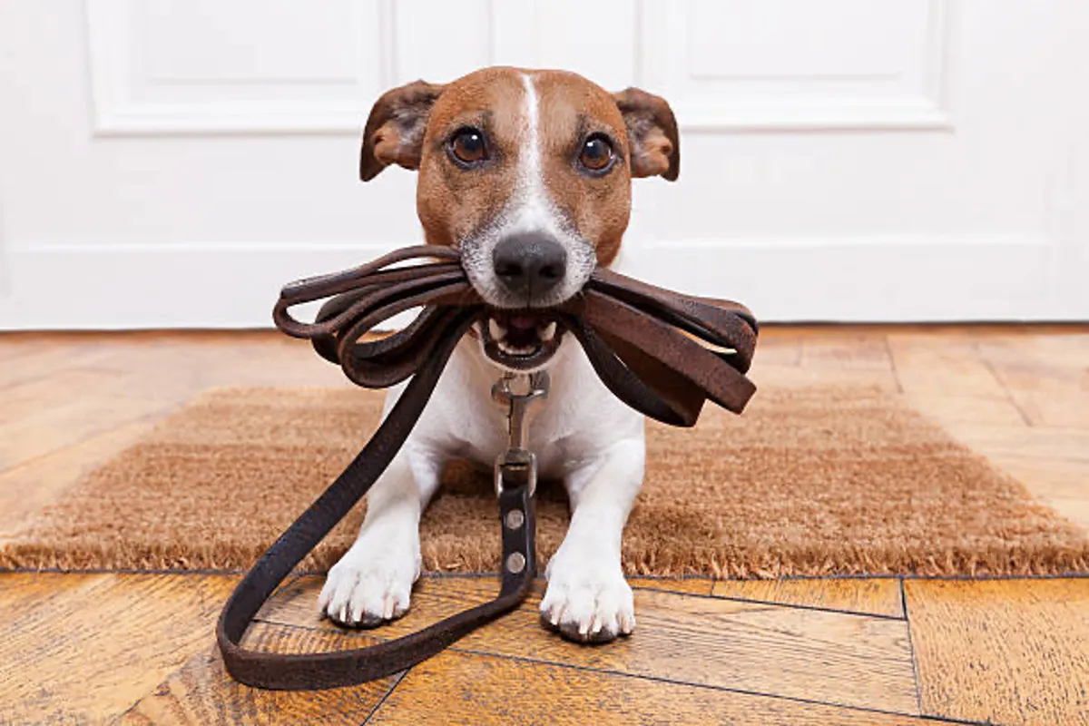 An interior scene where a cheerful dog stands near a welcome mat and leash, ready for a stroll. The setting suggests an open doorway leading to a private outdoor area, hinting at pet-friendly living and easy access to outdoor spaces.